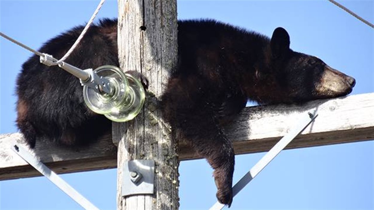 Chauffé par le soleil, un ours noir a réussi à se détendre assez pour filer au pays des rêves, juché en haut d'un poteau électrique à Shellbrook.