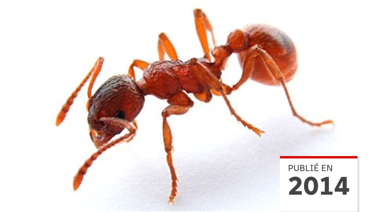 Pascale-Marie Dufour fait le point sur l'invasion de cette fourmi