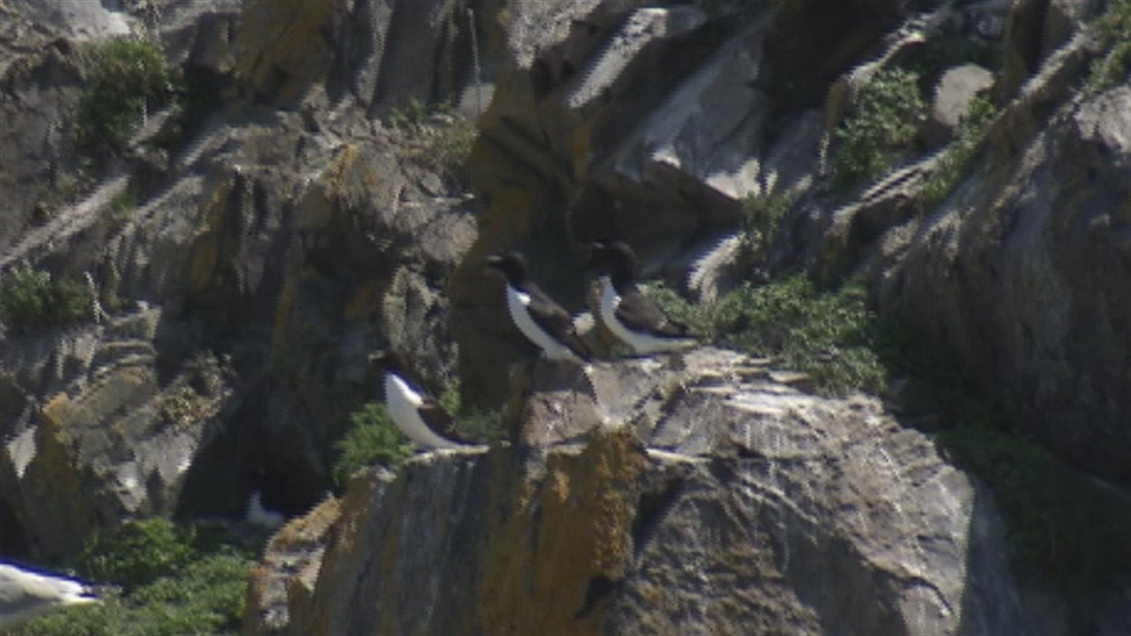 Le petit pingouin de retour dans l'estuaire du St-Laurent | Radio-Canada.ca