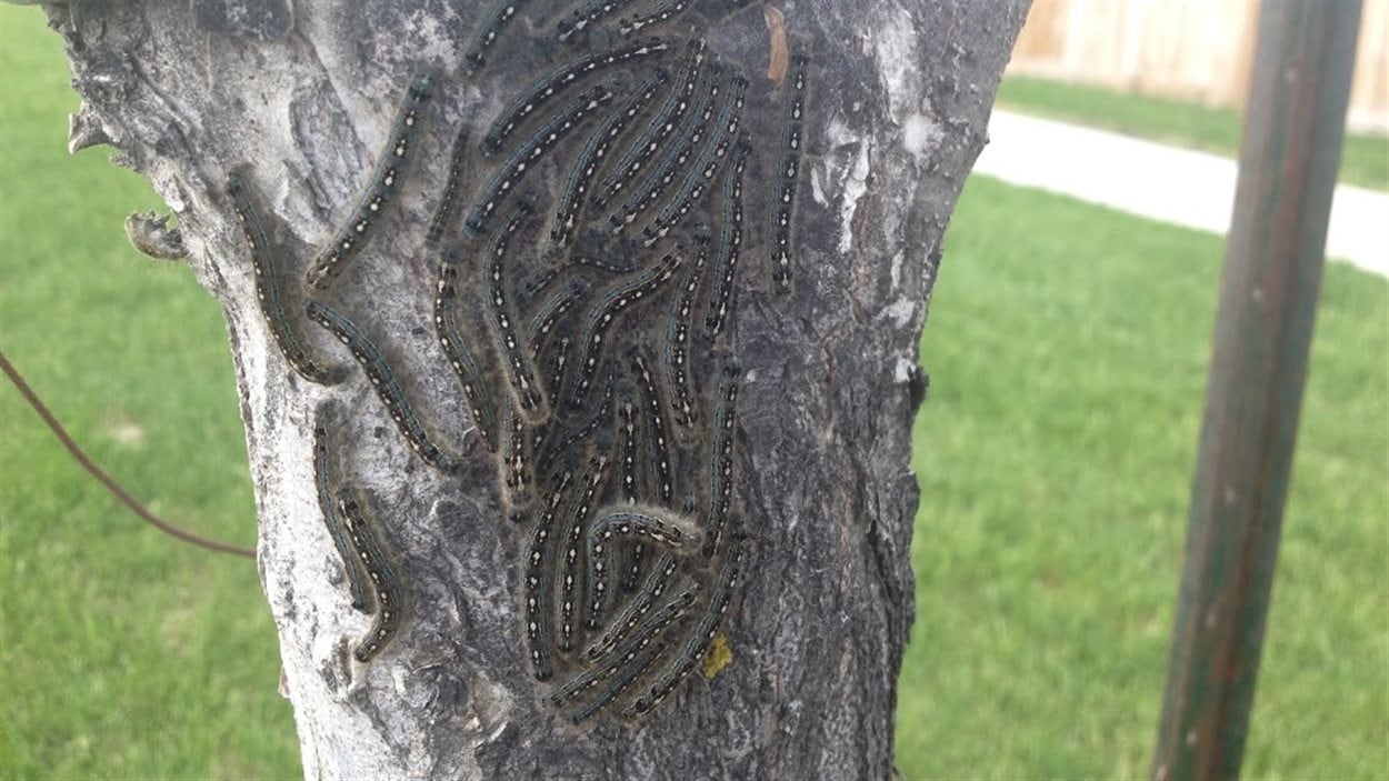 Reprise de la fumigation contre la livrée des forêts RadioCanada