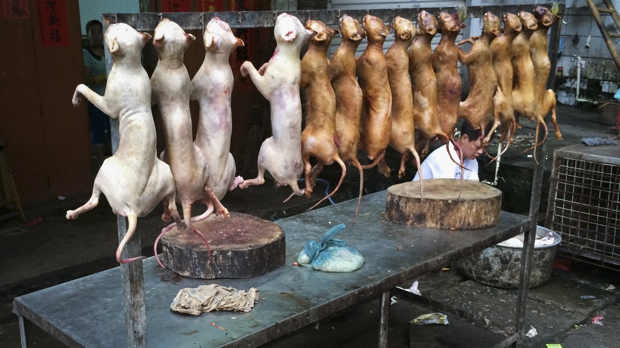 Le festival de viande de chien de Yulin vivement critiqué | Radio ...
