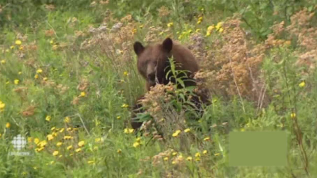 Une mère ours mange des pissenlits près d'un boulevard de Whitehorse le 18 juin 2014 alors que ses oursons s'amusent un peu plus loin.