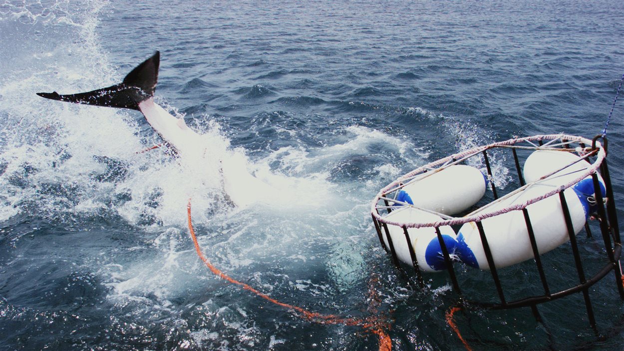 La Population De Requins Blancs Augmente Dans L Atlantique Radio Canada Ca