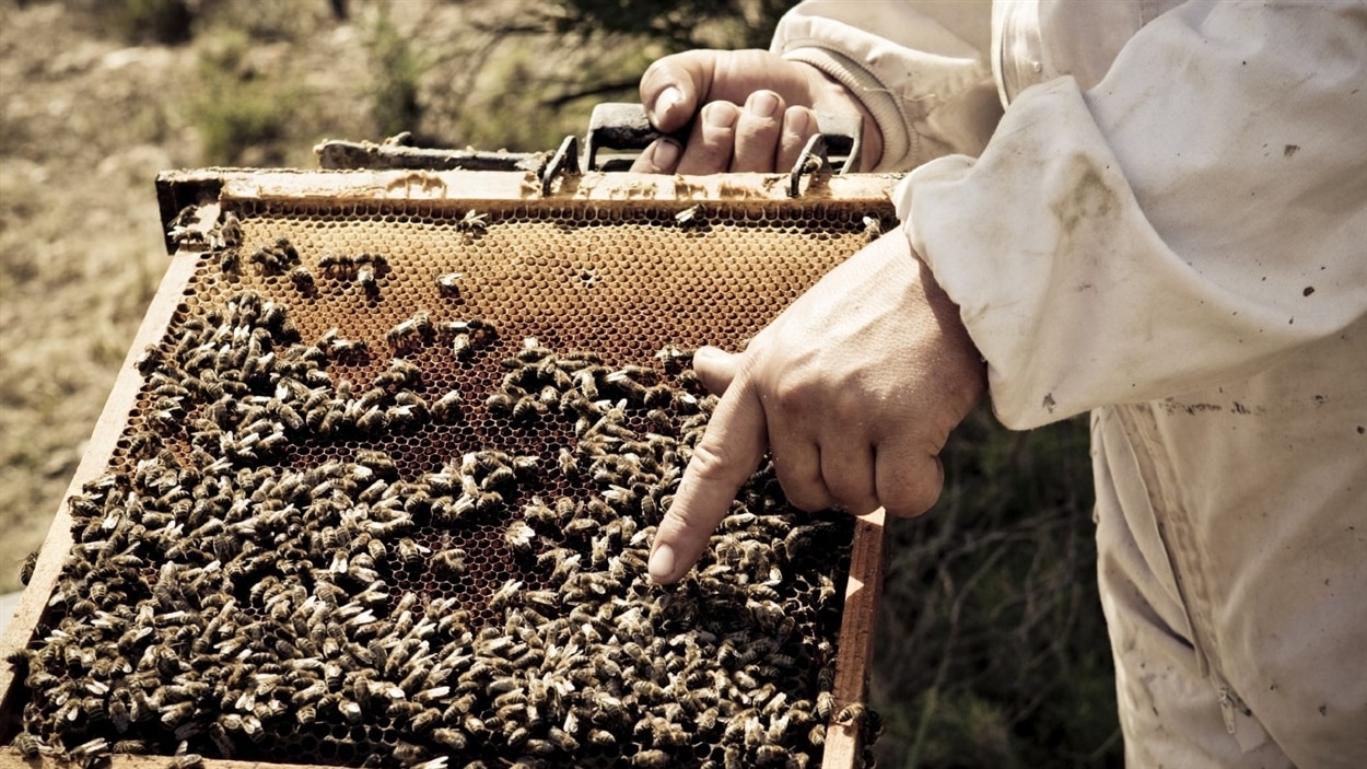 Un miel canadien 100 % local, réclament des apiculteurs