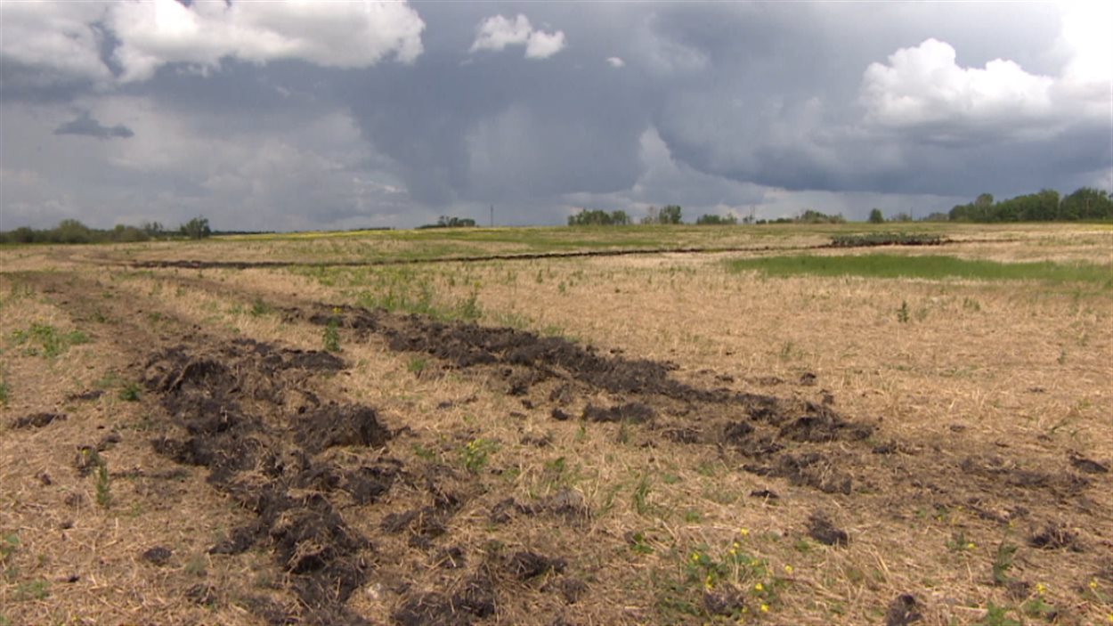 C'est demain le 25 juin la date limite pour être admissible à l'assurance récolte de la Saskatchewan. 

Les pluies constantes des dernières semaines pourraient affecter les rendements des récoltes à venir.  
