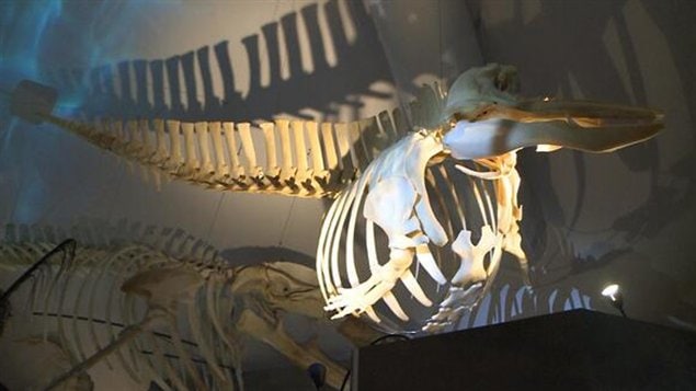 Le Centre d'interprétation des mammifères marins expose 13 squelettes.