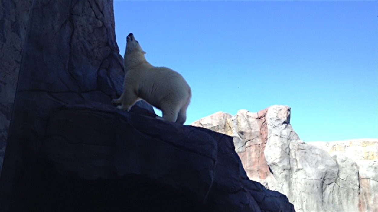 Un des ours polaires que les visiteurs peuvent voir à l'exposition «Voyage à Churchill» au zoo du parc Assiniboine de Winnipeg.