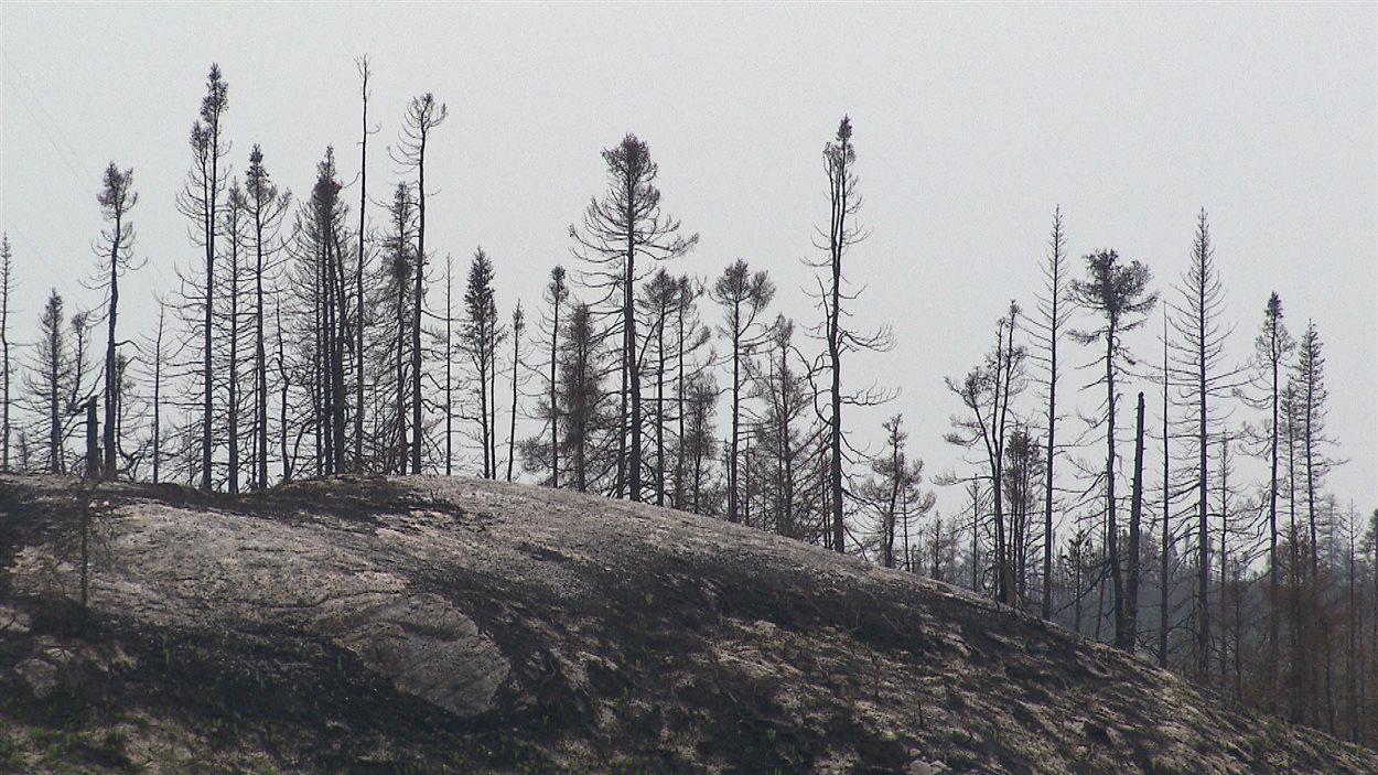La feu a devasté 500 kilomètres carrés de forêt.
