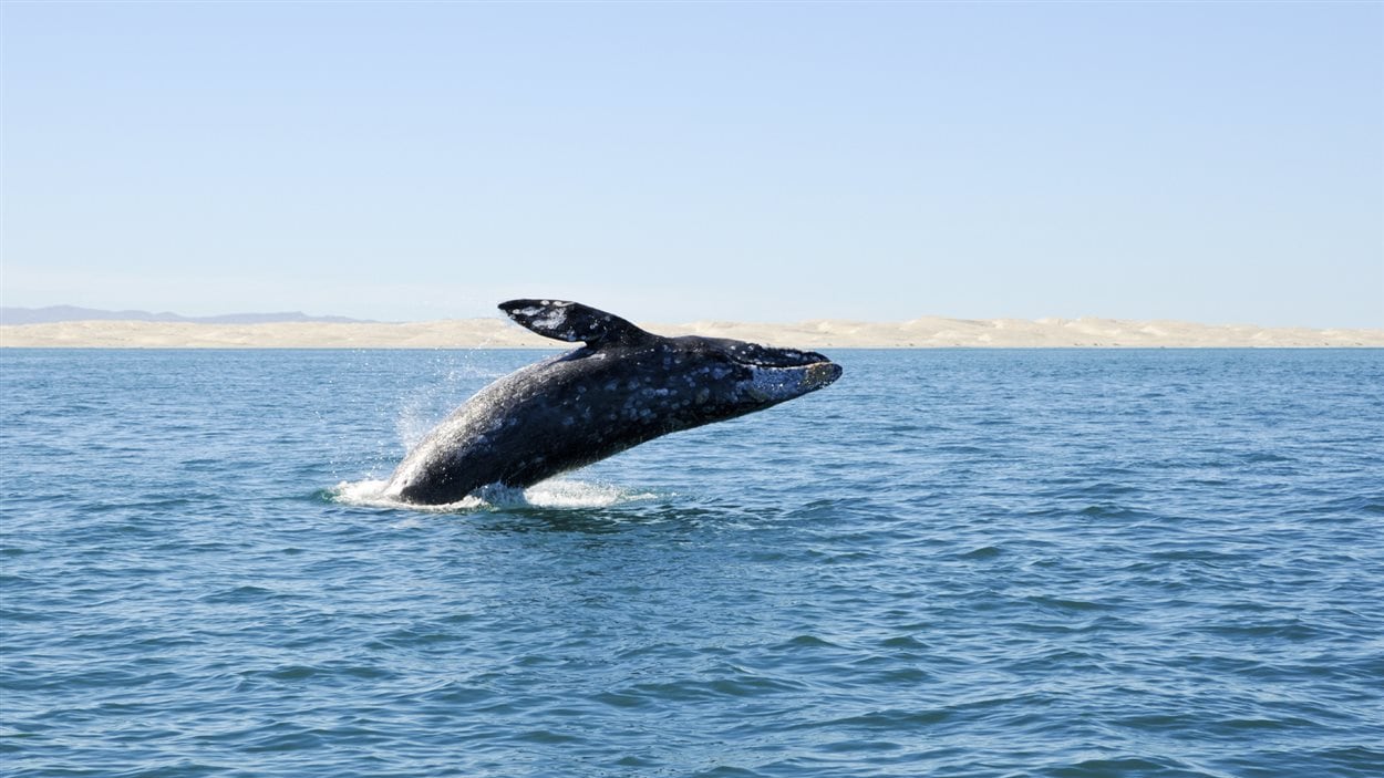 Une baleine dans l'océan