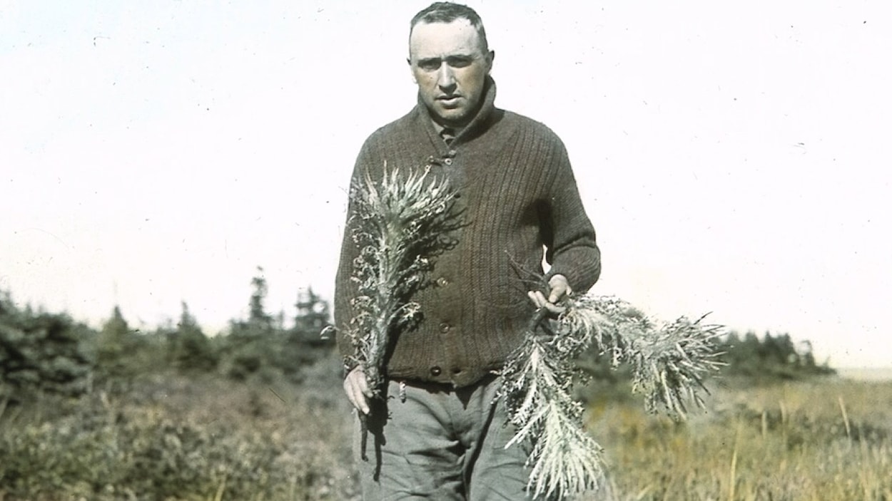 Conrad Kirouac (1885-1944), devenu en entrant en religion le frère Marie-Victorin, reconnut le chardon de Mingan en tant qu'espèce distincte.