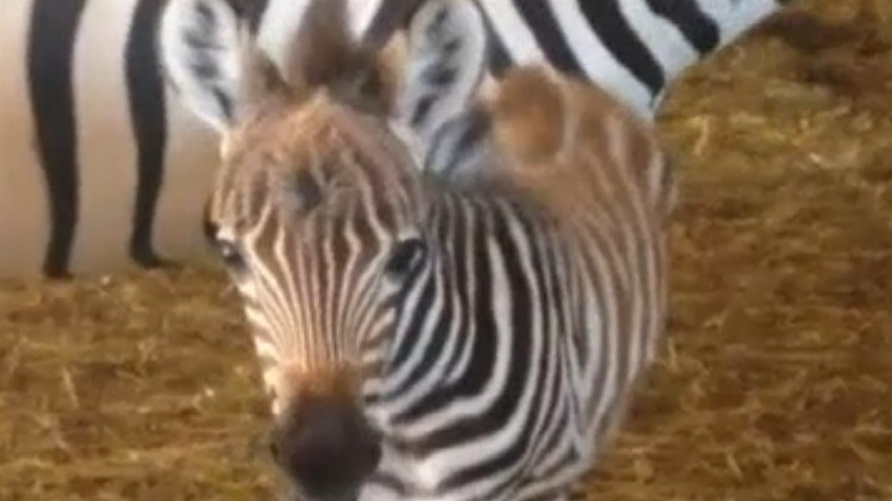 Naissance D Un Bebe Zebre Au Manitoba Radio Canada Ca