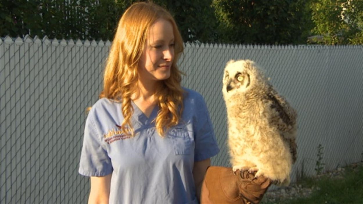 Megan Lawrence, du centre de réhabilitation de la faune Salthaven West, à Regina, pose avec un hibou dont le centre s'occupe, en juillet 2014.