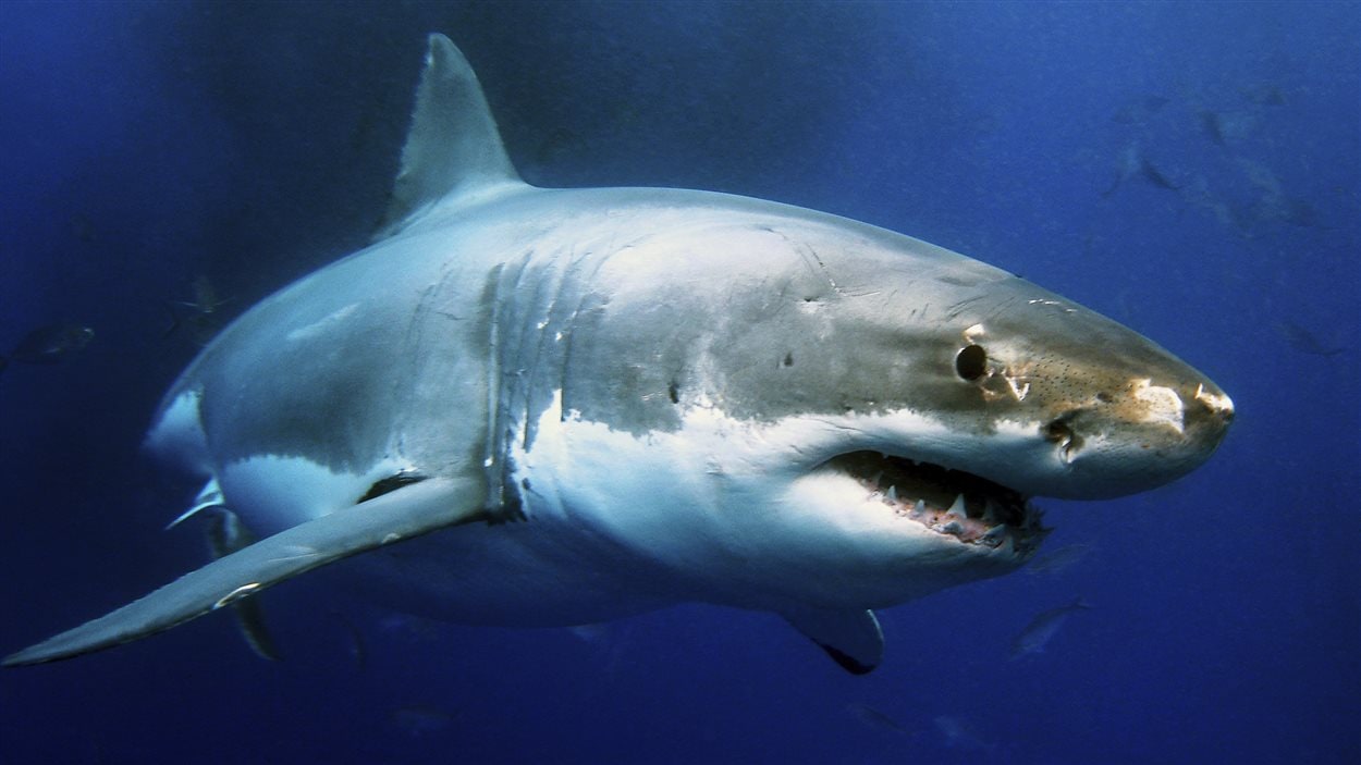 Attaque D Un Grand Requin Blanc J Ai Ouvert Les Yeux Et J Ai Vu Ses Branchies Devant Moi Radio Canada Ca