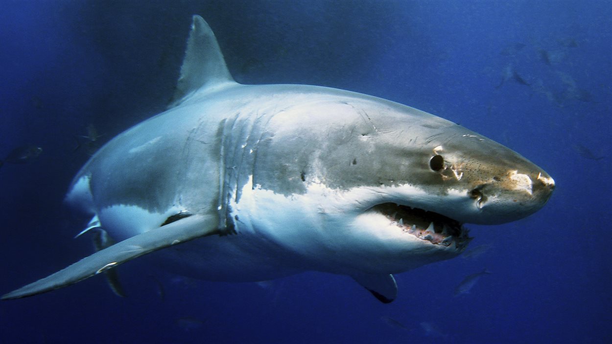 Attaque D Un Grand Requin Blanc J Ai Ouvert Les Yeux Et J Ai Vu Ses Branchies Devant Moi Radio Canada Ca Attaque D Un Grand Requin Blanc J Ai Ouvert Les Yeux Et J Ai Vu Ses Branchies Devant Moi Radio Canada Ca