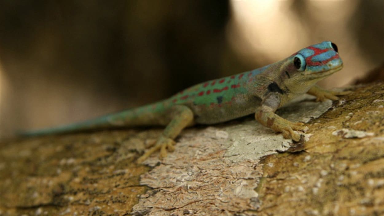 Un gecko de l'île Maurice