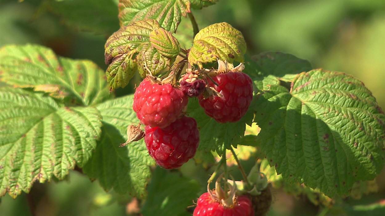 Des framboises dans la vallée de la Matapédia.