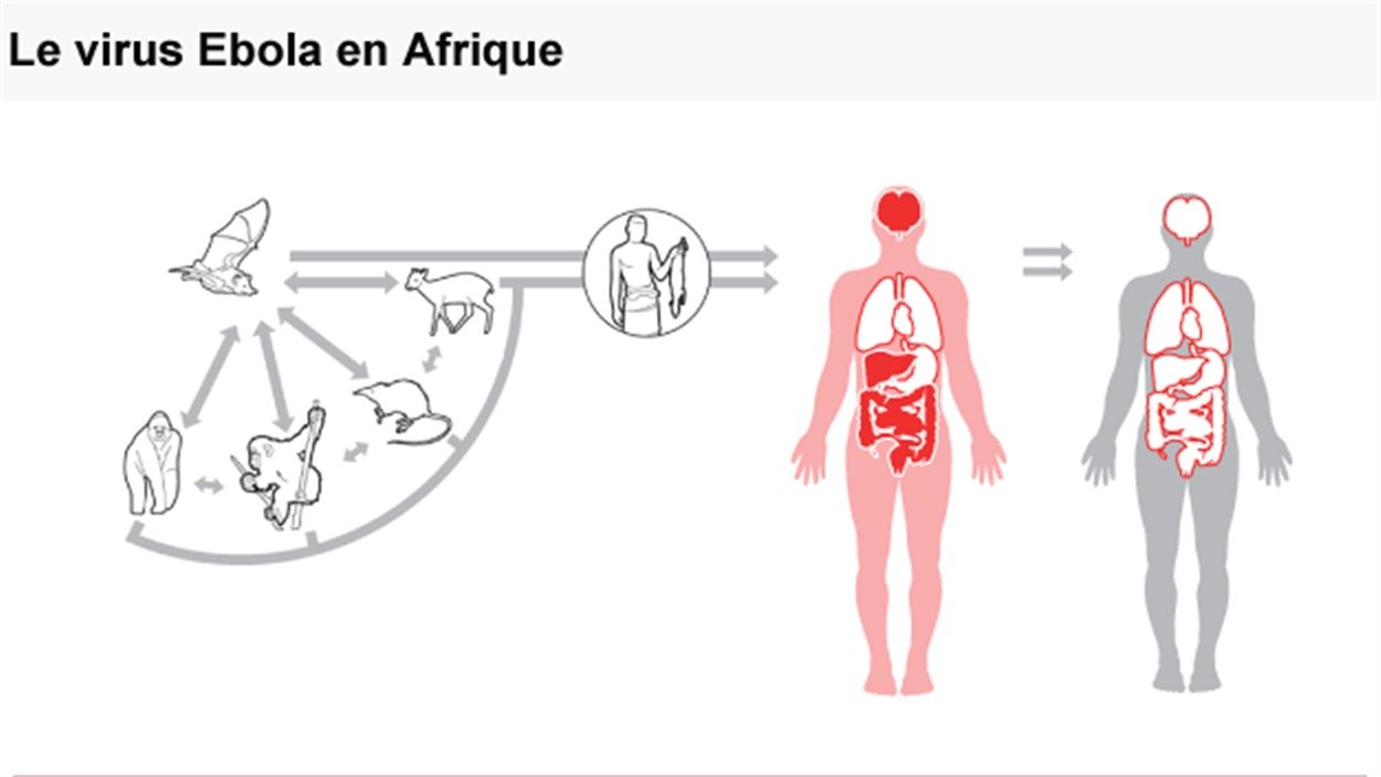 Afrique : le virus Ebola en bref | Radio-Canada.ca