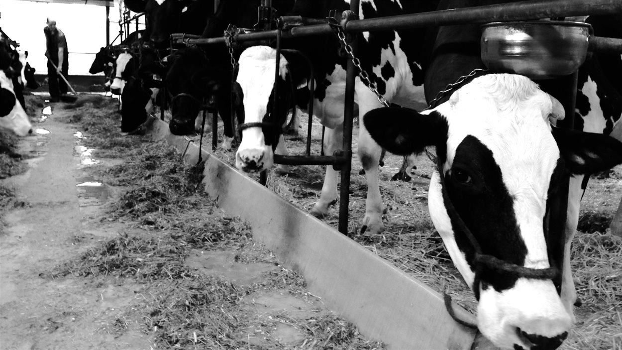 Des vaches à la ferme de Donald Roux, 61 ans