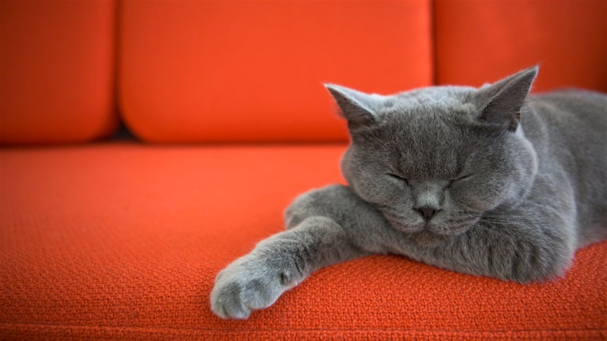 Paradis Ne Veut Plus Que Les Animaux Soient Des Biens Meubles Radio Canada Ca