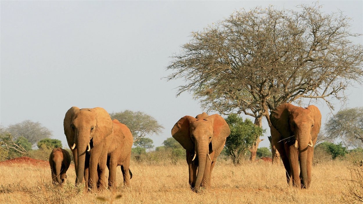 Éléphants au Kenya