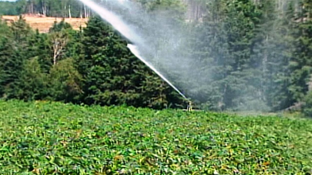 Irrigation De La Pomme De Terre Pdf