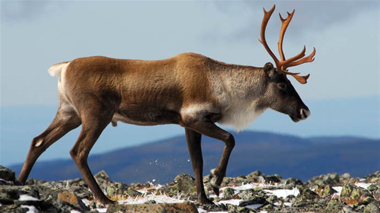 Caribou