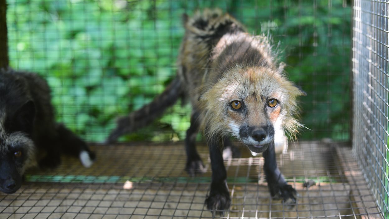 La vétérinaire de la SPCA afifrme que les 91 renards qu'elle a examinés étaient déshydratés.