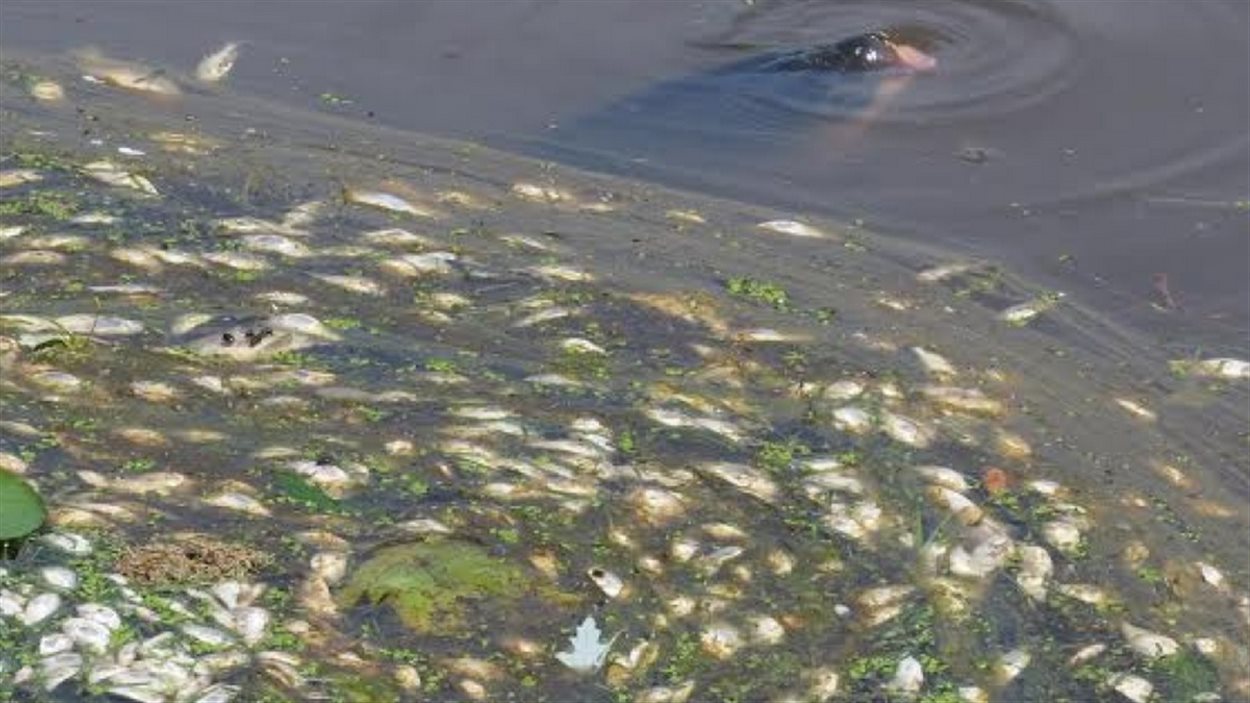 Des milliers de poissons sont morts