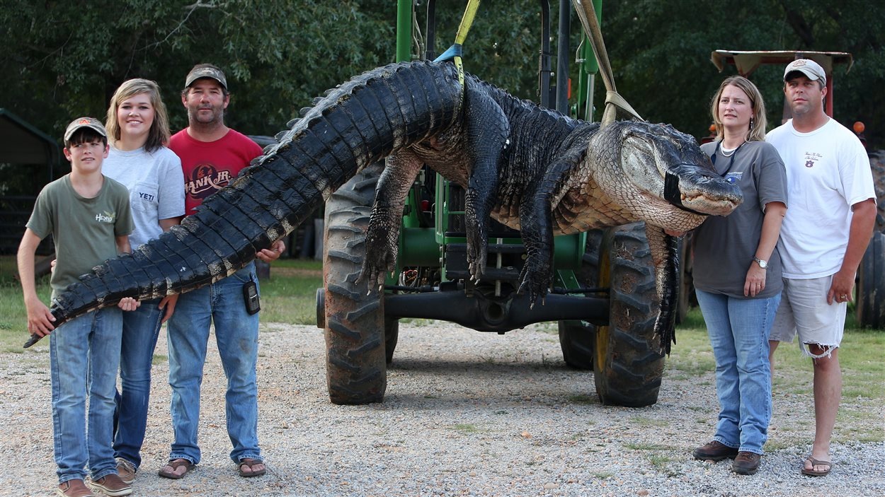 Un alligator de plus de 450 kilos capturé en Alabama RadioCanada