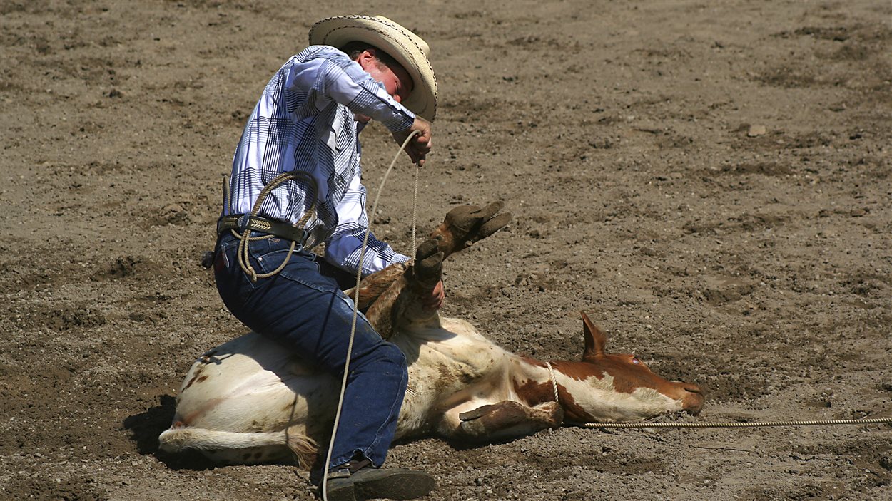 La prise du veau au lasso
