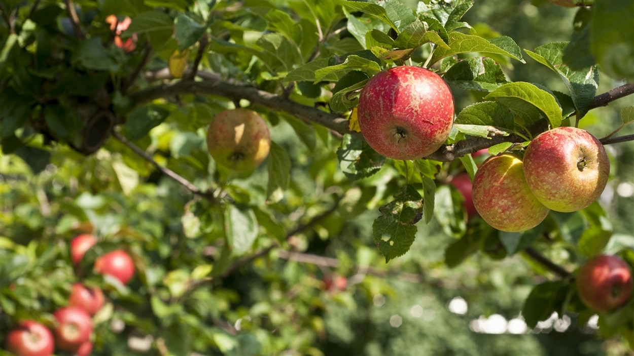 Récolte des pommes : une année à oublier selon des producteurs de l&amp;#39;Î ...