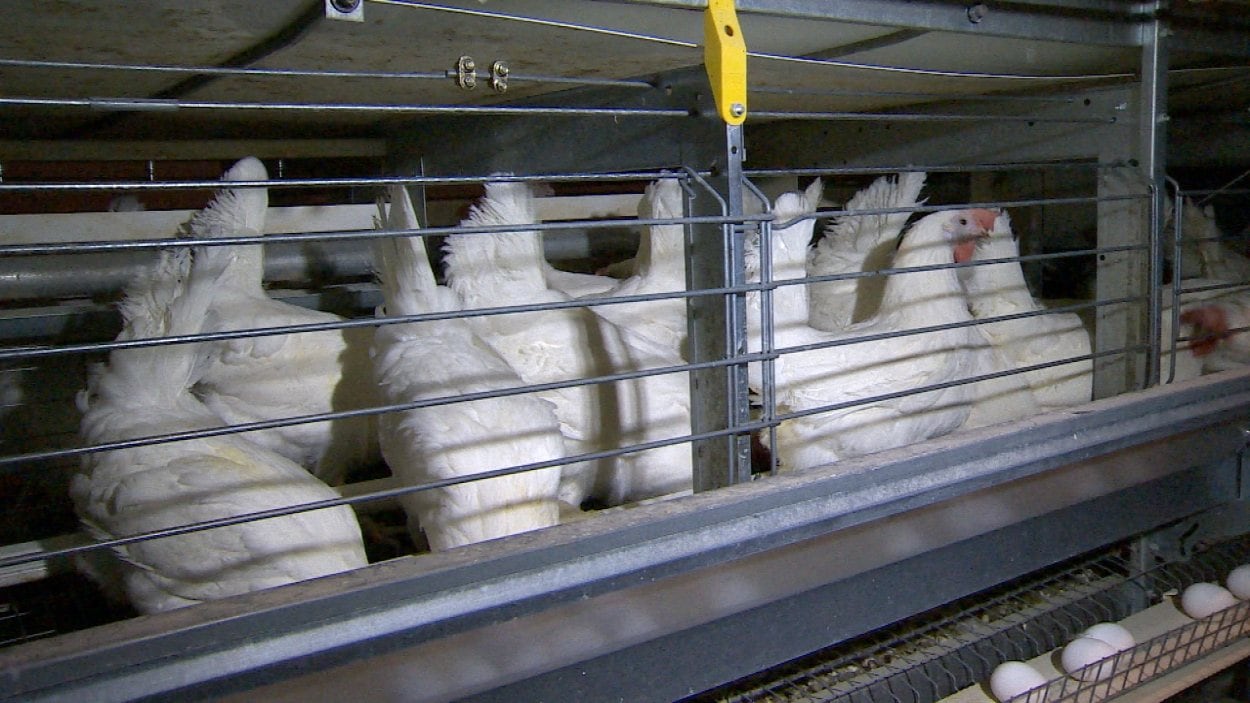 Des poules en cage