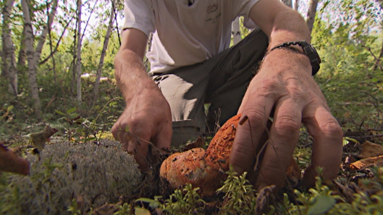 La Mauricie truffière  Filière mycologique de la Mauricie