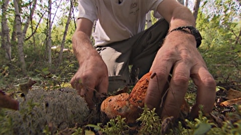 Cueillette de champignons en Haute-Mauricie