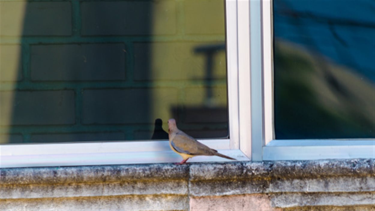 Oiseau Qui Frappe Aux Vitres Parlons Science