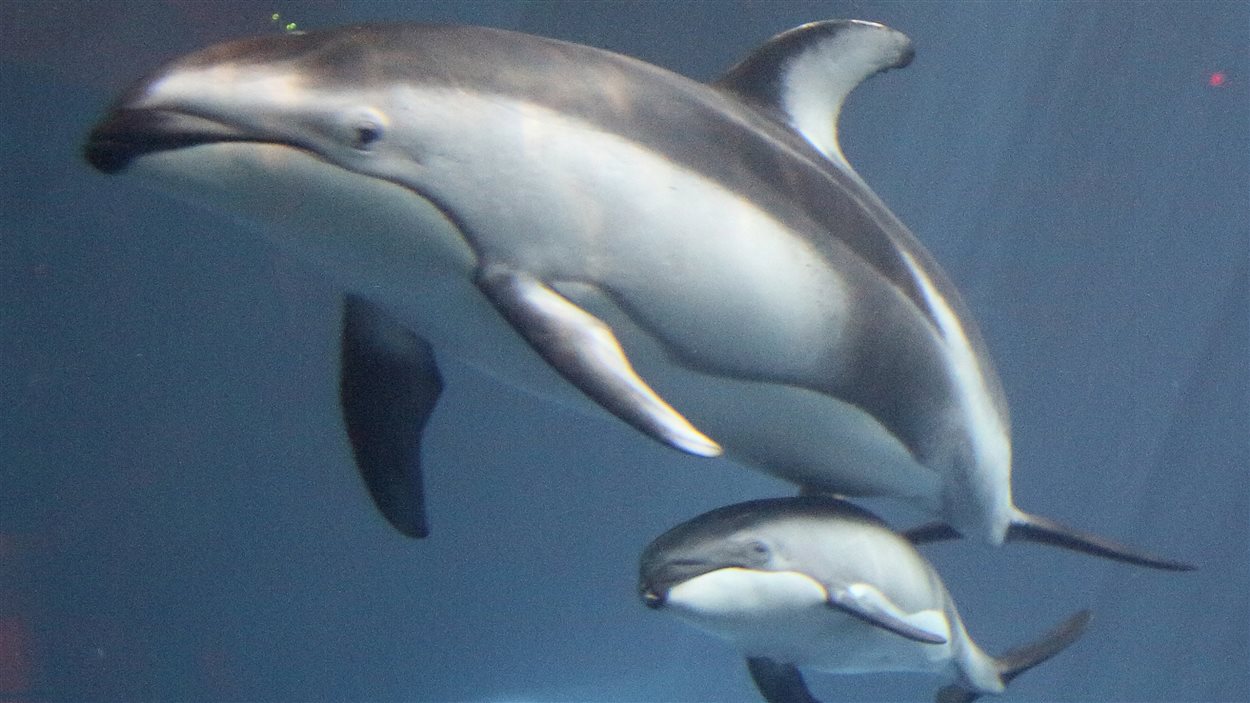 Une espèce de dauphin jamais observée au large des côtes de C.-B.