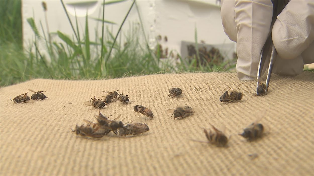 Des abeilles mortes