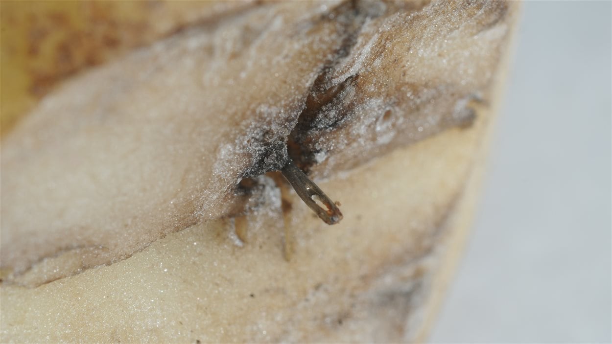 Des aiguilles à coudre ont été découvertes dans des patates frites Cavendish. 