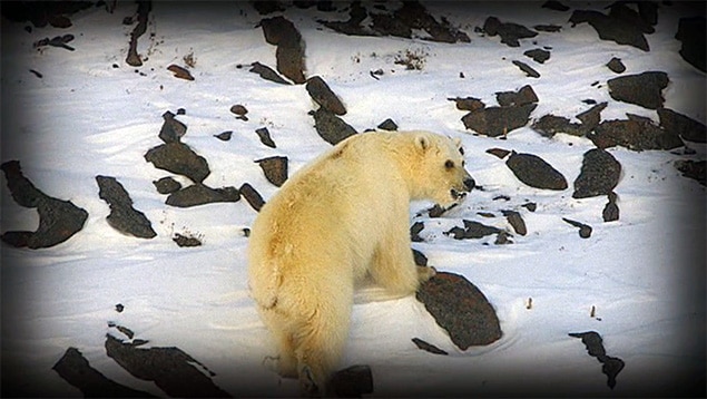 L'ours polaire : adapté à son milieu - Papouk, le Pizzly