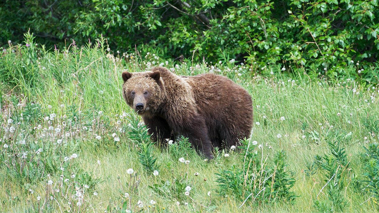 Un grizzly au Yukon