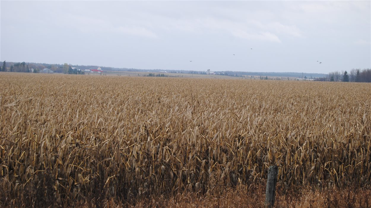 Au Temiskaming, la majorité des champs agricoles n'ont pas encore été récoltés. Les moissons sont habituellement terminées au plus tard à l'Action de Grâce