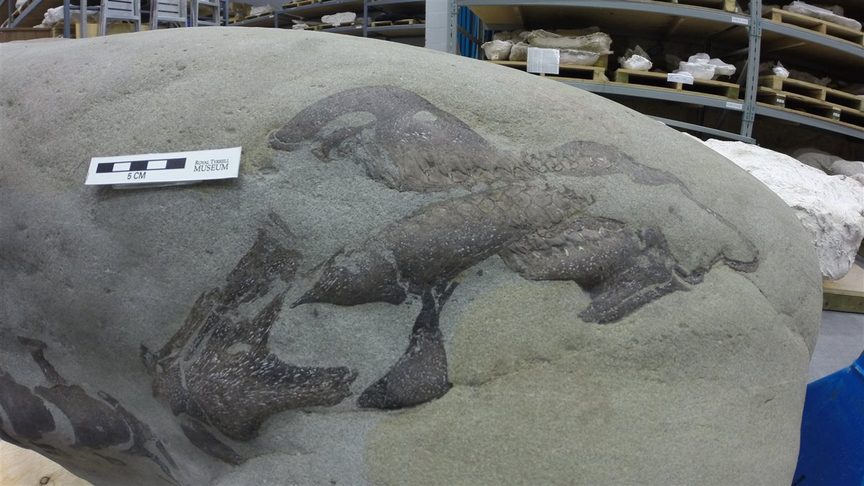 Des experts croient que ce fossile est celui d'un nouveau dinosaure