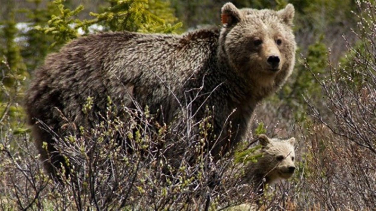 Ours grizzly
