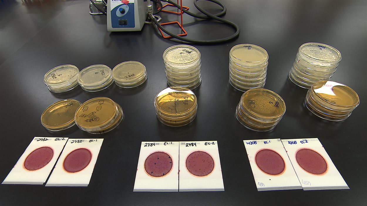 Nous avons fait analysé des morceaux de viande pour mesurer la présence de bactéries.