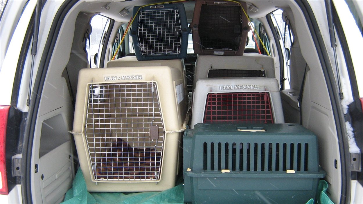 La SPCA de Val-d'Or a offert son aide pour le transfert à Toronto d'une douzaine de chiens et chiots abandonnés dans le Nord-du-Québec.