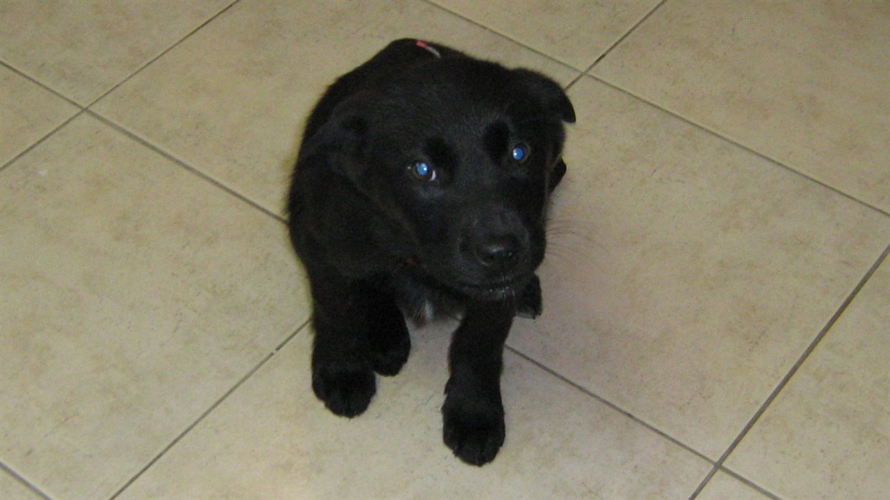 La SPCA de Val-d'Or offre son aide pour le transfert à Toronto d'une douzaine de chiens abandonnés dans le Nord-du-Québec.