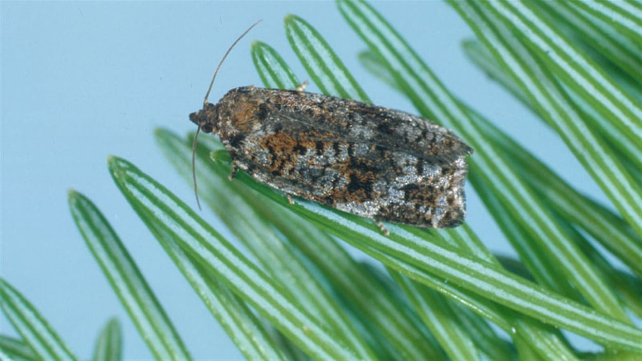 Tordeuse de bourgeon d'épinette, le papillon