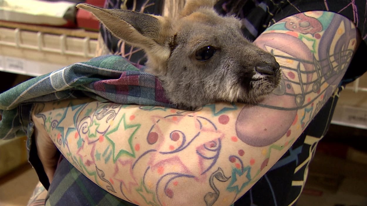 Un Bebe Kangourou Trouve Refuge Dans Un Magasin D Okotoks Radio Canada Ca