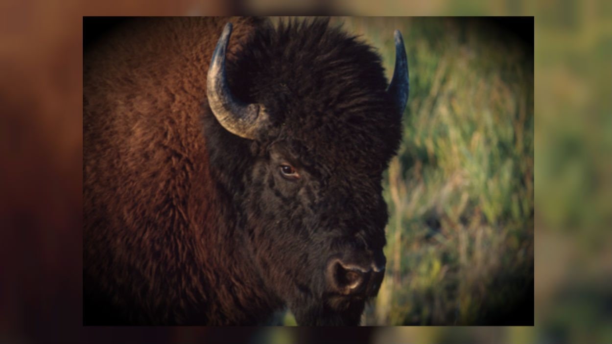 La population de bisons est estimée à 1 470 bêtes au Yukon.