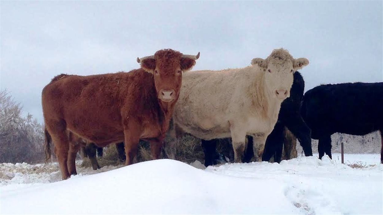 Des vaches